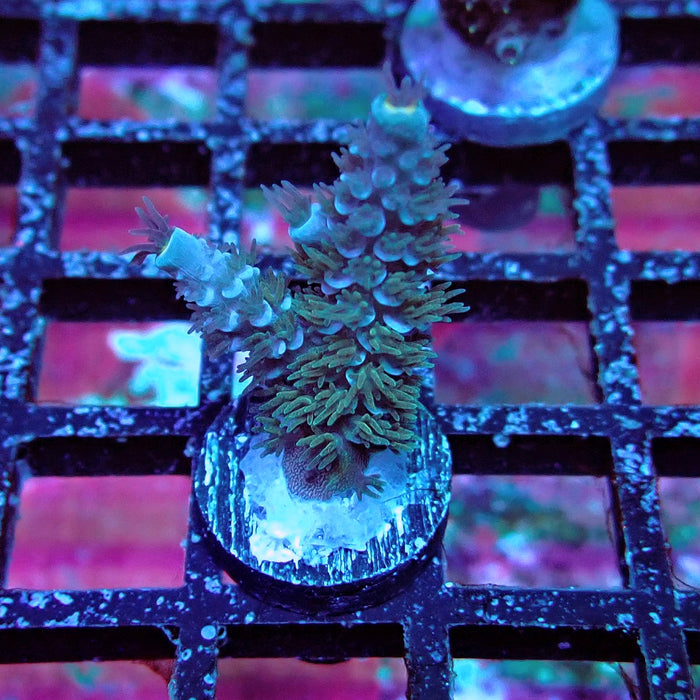 REx Fuzzy Blue Tenuis Acro