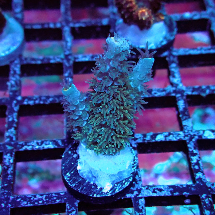 REx Fuzzy Blue Tenuis Acro
