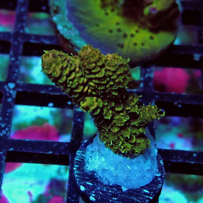 Millepora Acro Frag