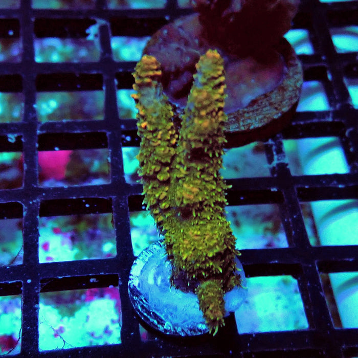 Millepora Acro Frag