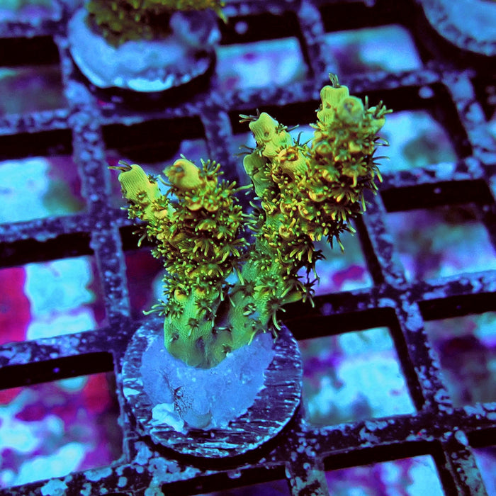 Golden Selago Acro Frag