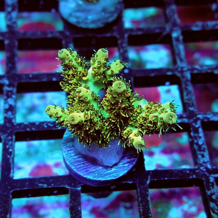 Golden Selago Acro Frag