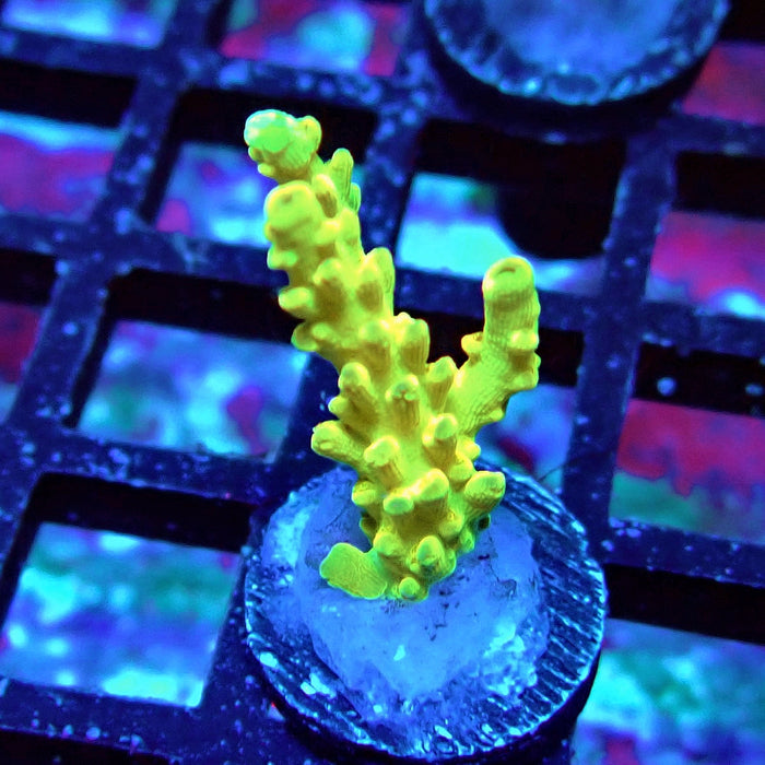 REx Fuzzy Tricolor Acro