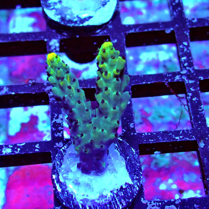Black Pikachu Acro Frag