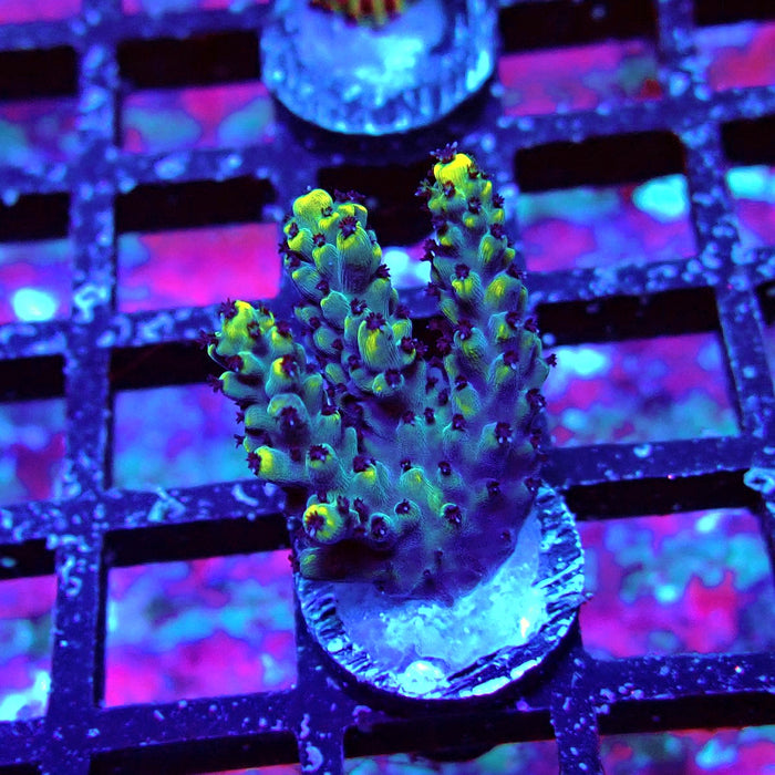 Black Pikachu Acro Frag