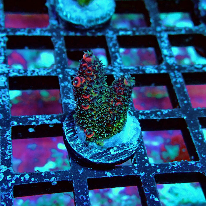 Mille Super Contrast Acro Frag