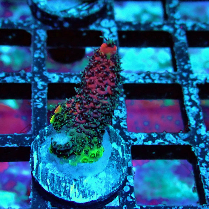 Mille Super Contrast Acro Frag