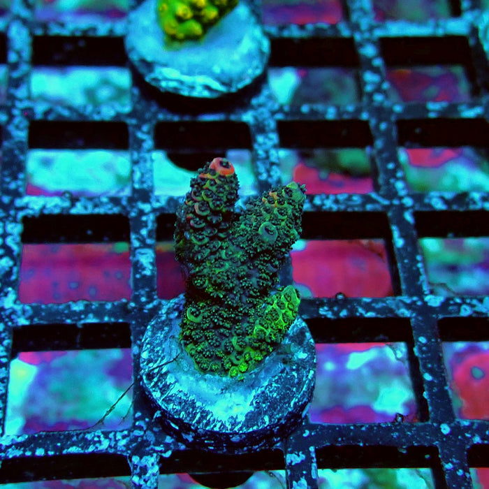 Mille Super Contrast Acro Frag