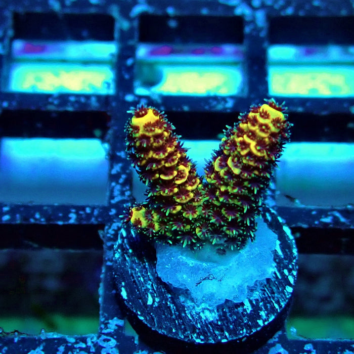 Orange Mille Acro Frag