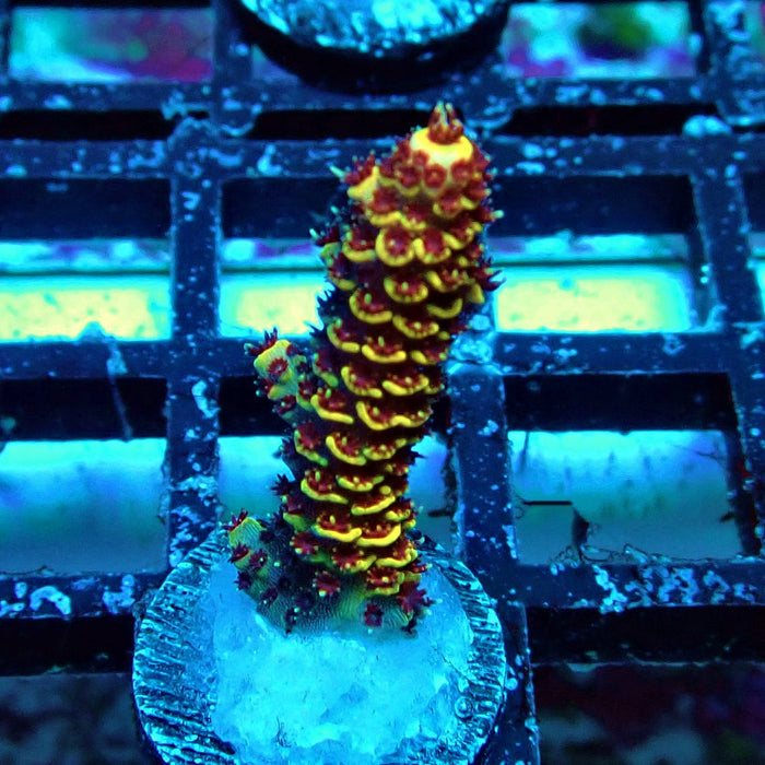 Orange Mille Acro Frag