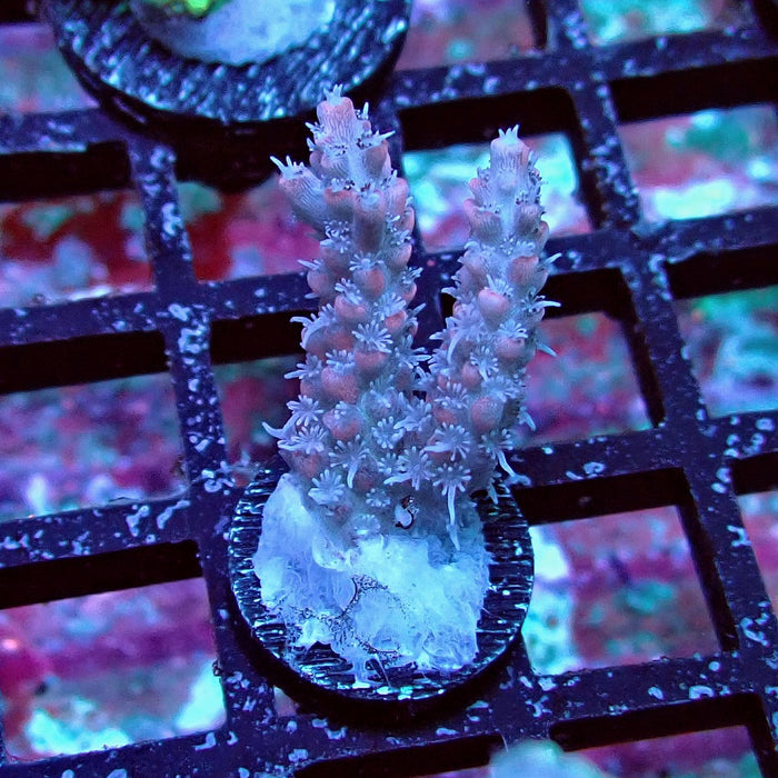 Pink Shortcake Acro Frag