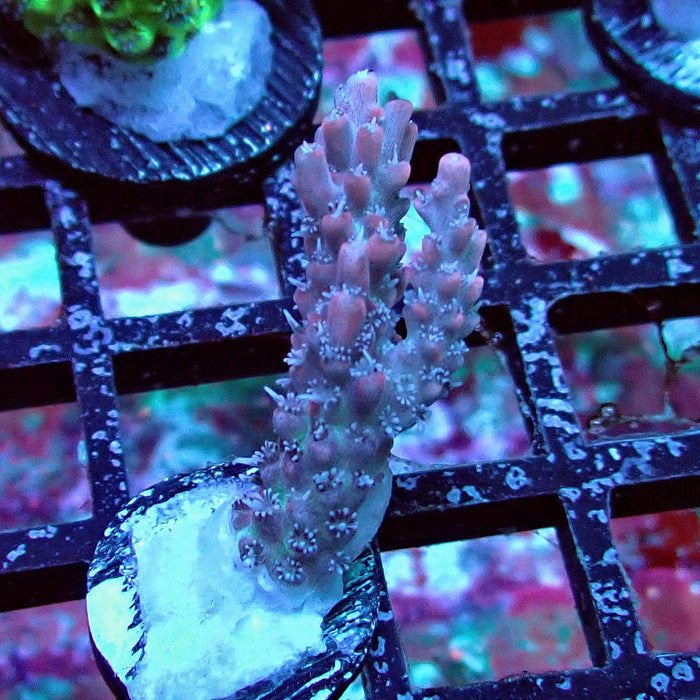 Pink Shortcake Acro Frag