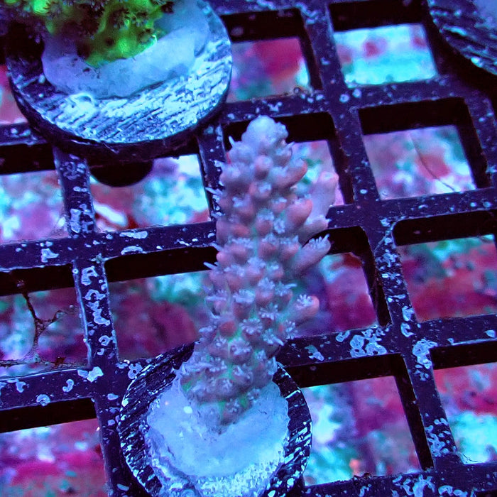 Pink Shortcake Acro Frag