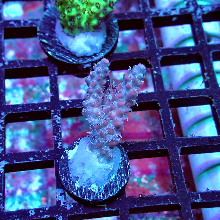 Pink Shortcake Acro Frag