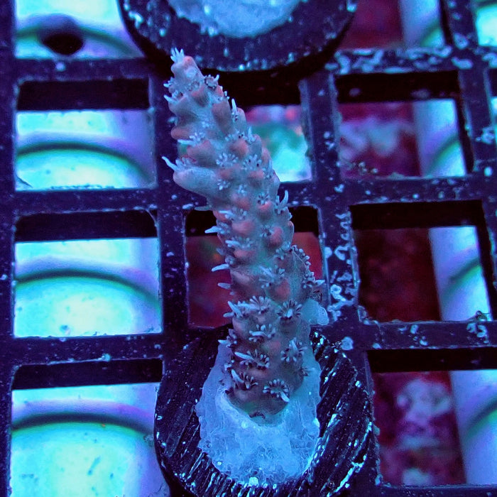 Pink Shortcake Acro Frag