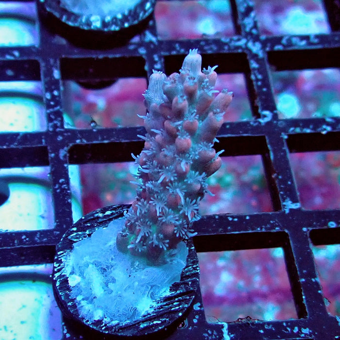 Pink Shortcake Acro Frag
