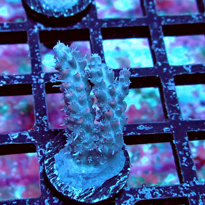 Pink Shortcake Acro Frag