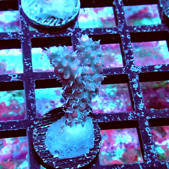Pink Shortcake Acro Frag