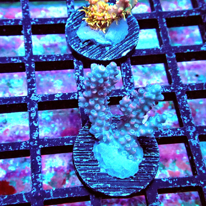 Pink Shortcake Acro Frag