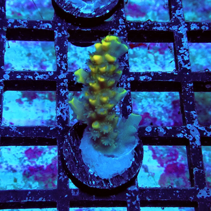 Tenuis Orange Acro Frag