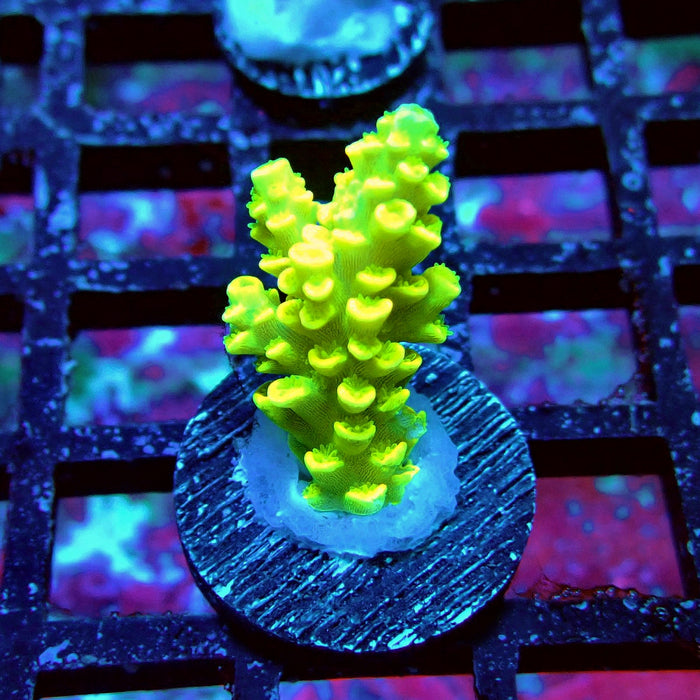 Tenuis Yellow Acro Frag
