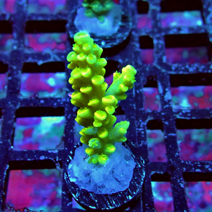 Tenuis Yellow Acro Frag