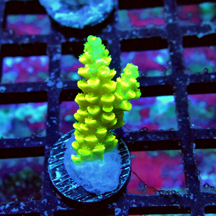 Tenuis Yellow Acro Frag