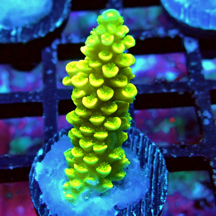 Tenuis Yellow Acro Frag