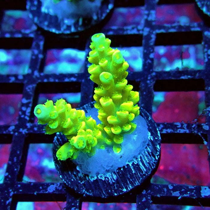 Tenuis Yellow Acro Frag