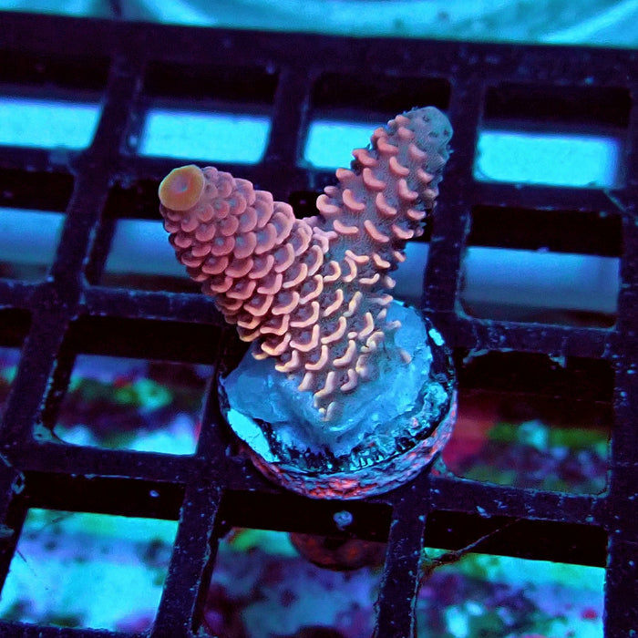 Spathulata Pink Rainbow Acro Frag