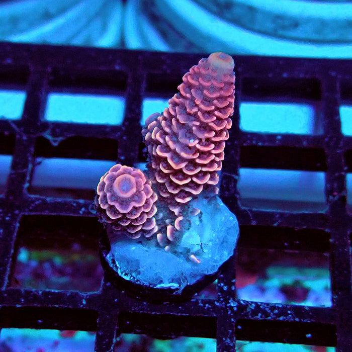 Spathulata Pink Rainbow Acro Frag