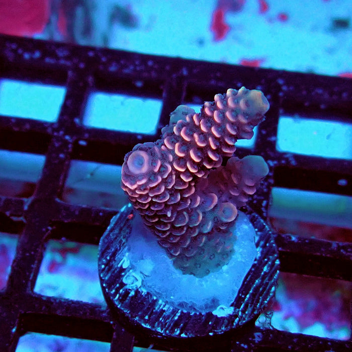 Spathulata Pink Rainbow Acro Frag