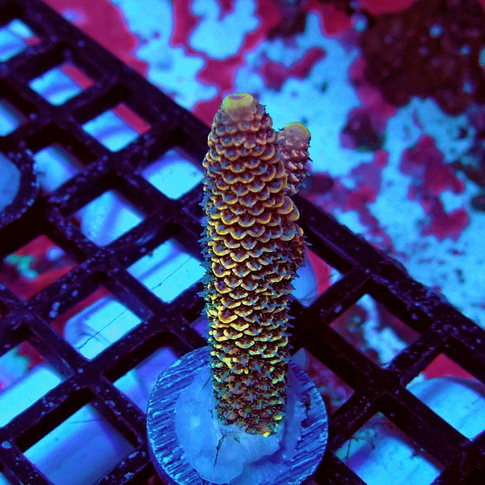 Spathulata Orange Rainbow Acro Frag