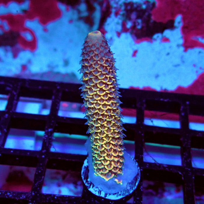 Spathulata Orange Rainbow Acro Frag