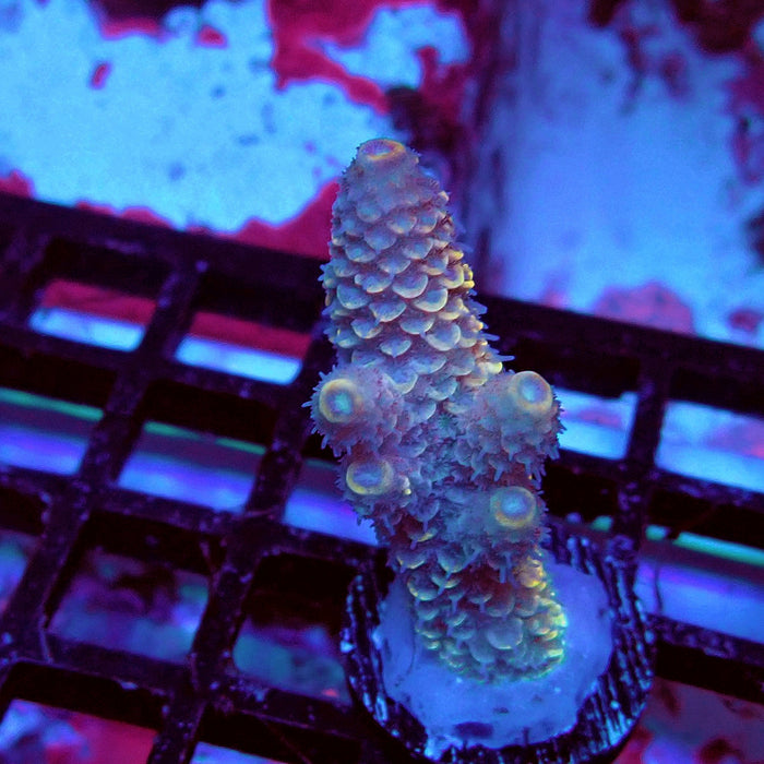 Spathulata Orange Rainbow Acro Frag