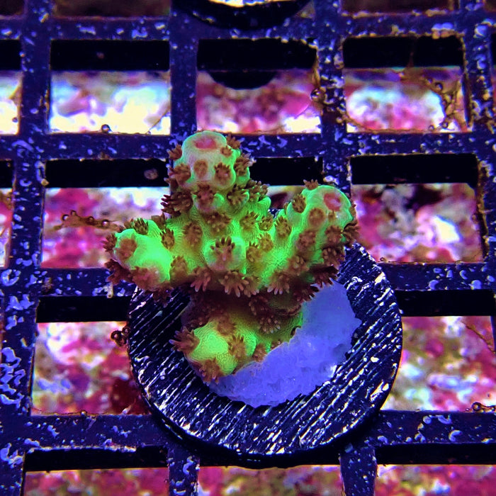 Green Pink Acro Frag
