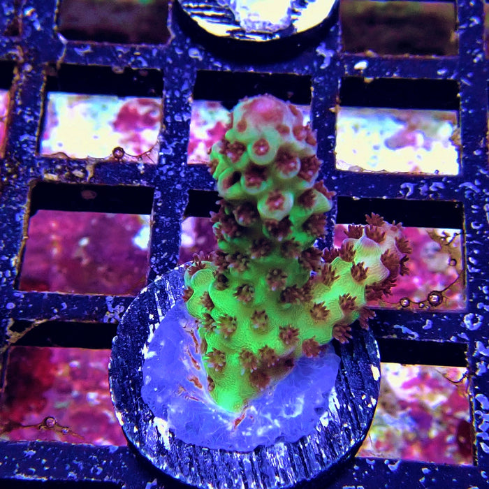 Green Pink Acro Frag