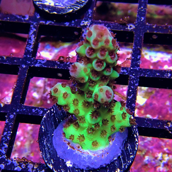 Green Pink Acro Frag