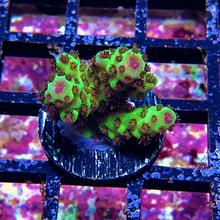 Green Pink Acro Frag