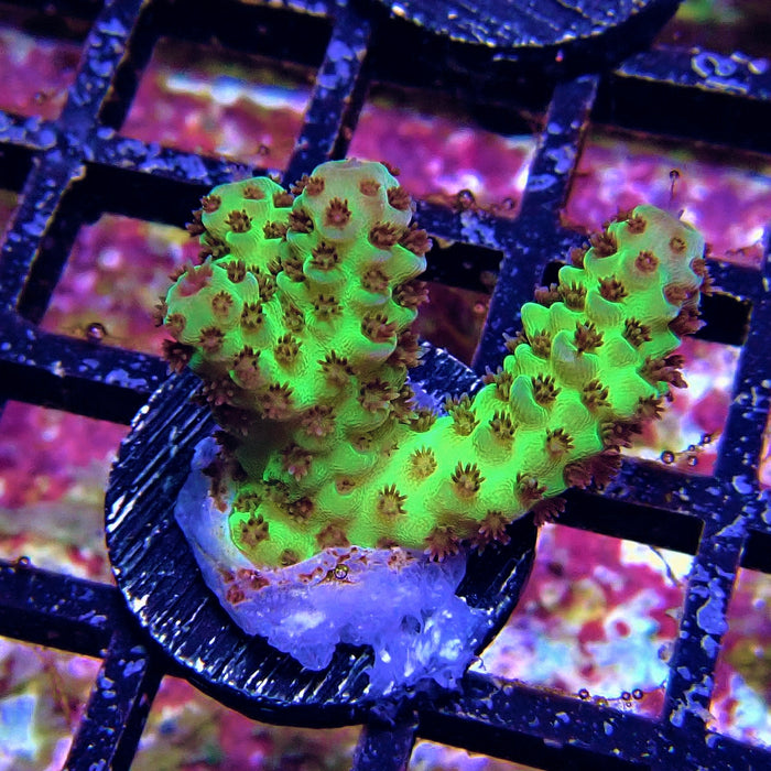 Green Pink Acro Frag