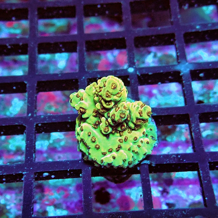 Acro Frag Aquaculture
