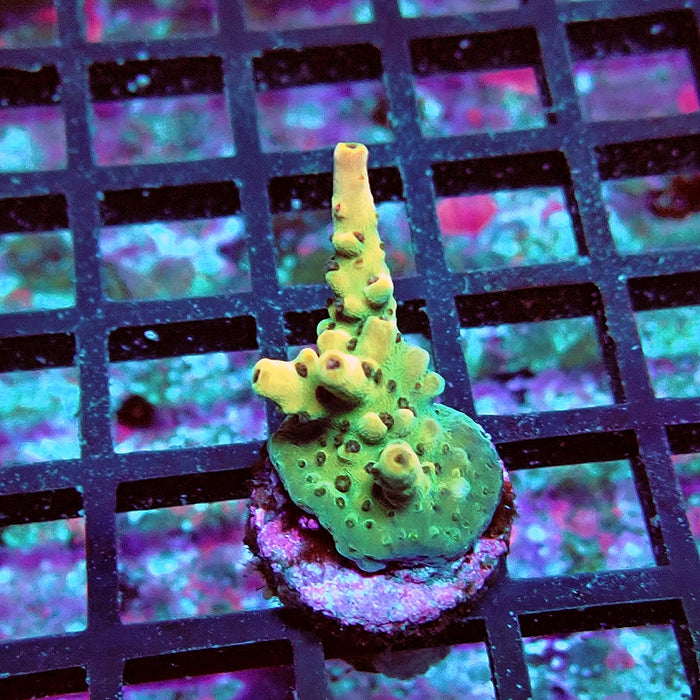 Acro Frag Aquaculture