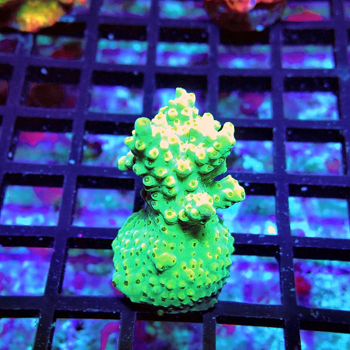 Acro Frag Aquaculture