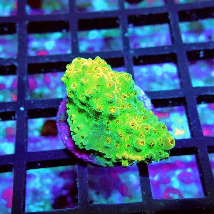 Acro Frag Aquaculture