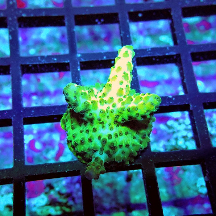 Acro Frag Aquaculture