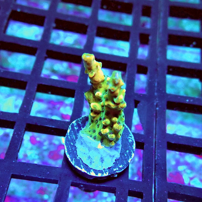 Acro Frag Aquaculture