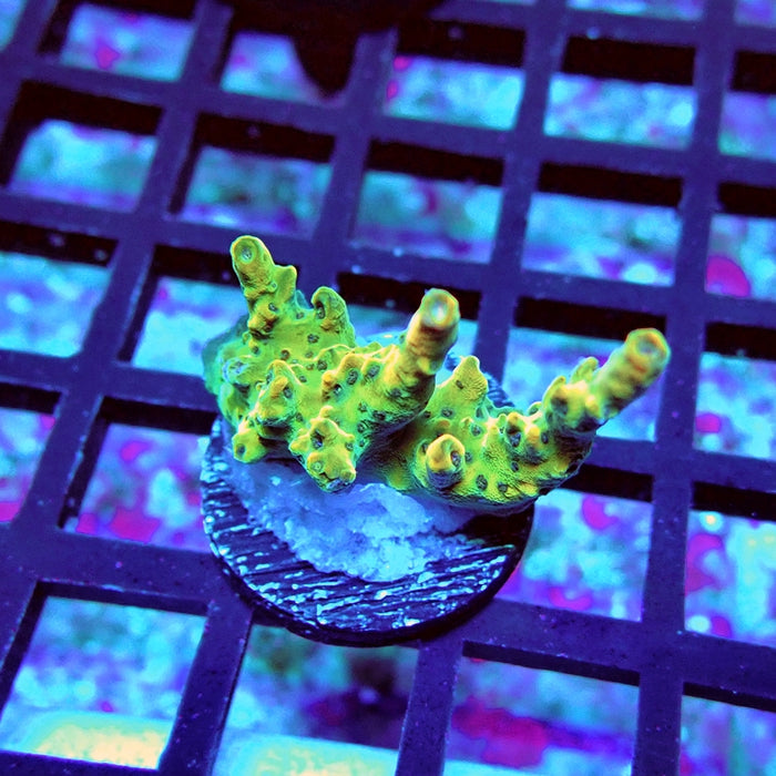Acro Frag Aquaculture