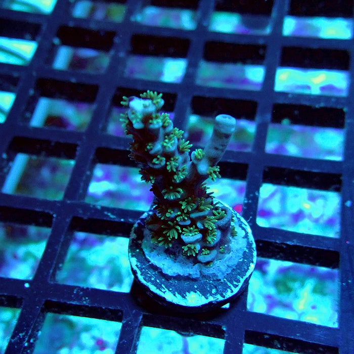 REx Fuzzy Tenuis Acro