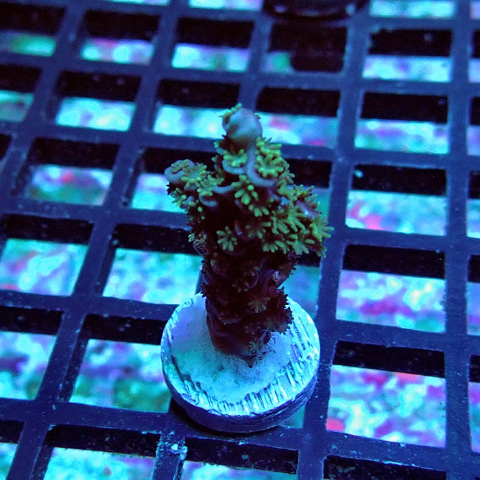 REx Fuzzy Tenuis Acro