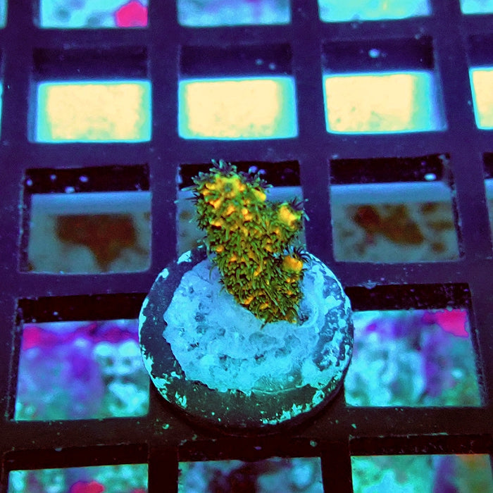 REx Triple Crazy Contrast Mille Acro